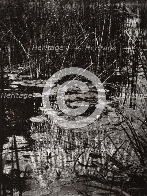 Nenuphars, c1890s, (1956). Creator: Eugene Atget.