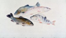 'Study of Fish: Two Tench, a Trout and a Perch', c1822-1824.  Artist: JMW Turner