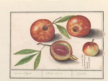 Pomegranate (Punica granatum), 1596-1610. Creators: Anselmus de Boodt, Elias Verhulst.