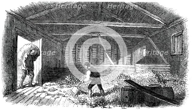 Cider-Making in Devonshire - Laying the Fruit, 1850. Creator: Unknown.