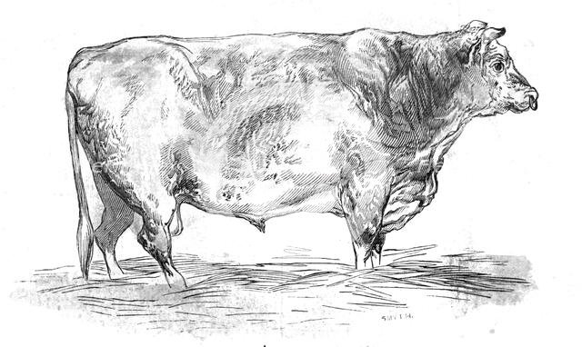 Mr. J. Cooper's short-horned bull, 1844. Creator: Unknown.