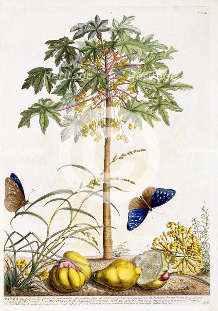Papaya, c. 1748 (hand coloured engraving). Creator: "Georg Dionysius Ehret (1710 - 70); Ehret, Georg Dionysius (1710-1770)".