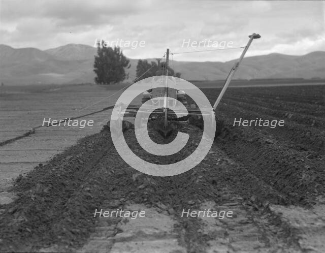 Sugar beet field freshly plowed by tractor with plowshare...Mexican operator, CA, 1936. Creator: Dorothea Lange.