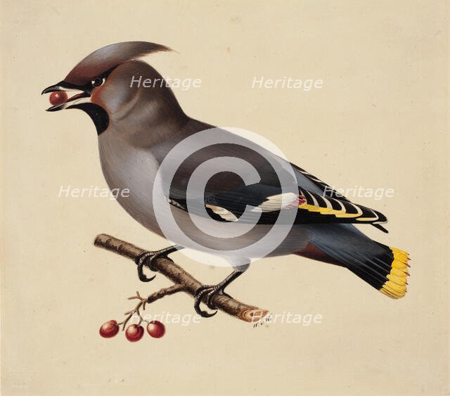 Bohemian Waxwing, 1829. Creator: Wilhelm von Wright.