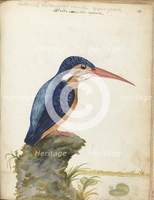 Malachite Kingfisher, 1779-1785. Creator: Jan Brandes.