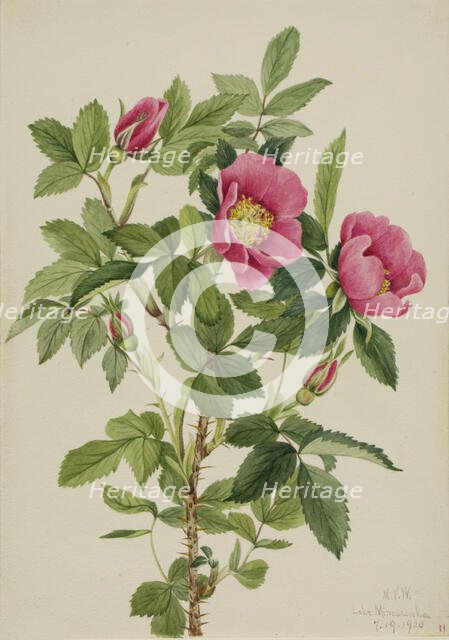 Bourgeau Rose (Rosa bourgeauiana), 1920. Creator: Mary Vaux Walcott.