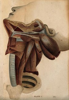Dissection of the neck, 1800-1899. Creator: Unknown.