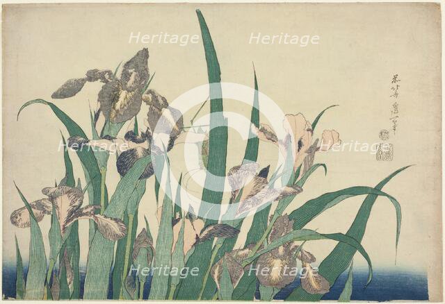 Iris and Grasshopper, from an untitled series of large flowers, Japan, c. 1833/34. Creator: Hokusai.