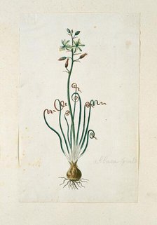 Ornithogalum Polyphyllum Jacq, 1777-1786. Creator: Robert Jacob Gordon.