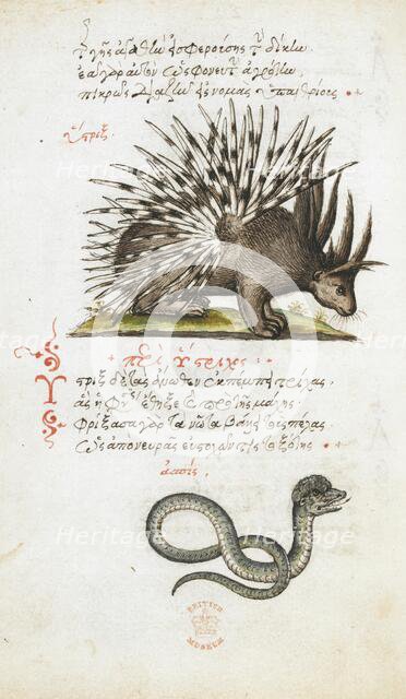 Pen and ink drawings of a porcupine and a snake, with colour wash, 1550s-1600. Creator: Daughter of Angelo Vergetio.