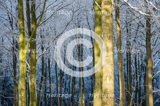 Winter Light in the Forest. Creator: Dorte Verner.