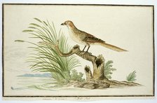 Sphenoeacus afer (Cape grassbird), 1777-1786. Creator: Robert Jacob Gordon.