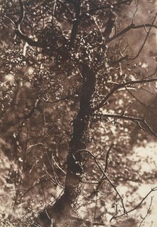 The Fairy Tree at Colinton, 1846. Creators: David Octavius Hill, Robert Adamson, Hill & Adamson.