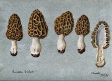 Common morel (Morchella esculenta): five fruiting bodies, one sectioned, 1896. Creator: Unknown.