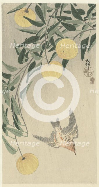 Cuckoo in the rain, 1900-1910. Creator: Ohara, Koson (1877-1945).