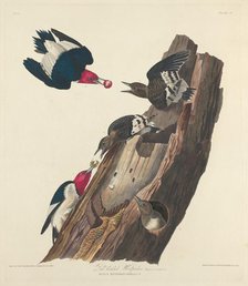 Red-headed Woodpecker, 1828. Creator: Robert Havell.