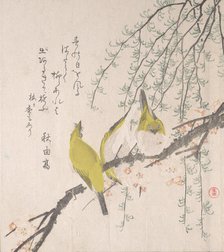 Japanese White-eyes with Plum Tree and Willow..., ca. 1810. Creator: Kubo Shunman.