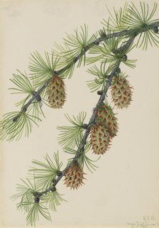 Western Larch (Larix occidentalis), 1923. Creator: Mary Vaux Walcott.