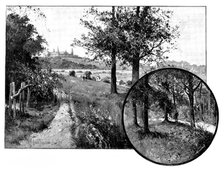 Churchyard Bottom Wood, Highgate, the spoliation of which is under discussion, 1895. Creator: George Meisenbach.