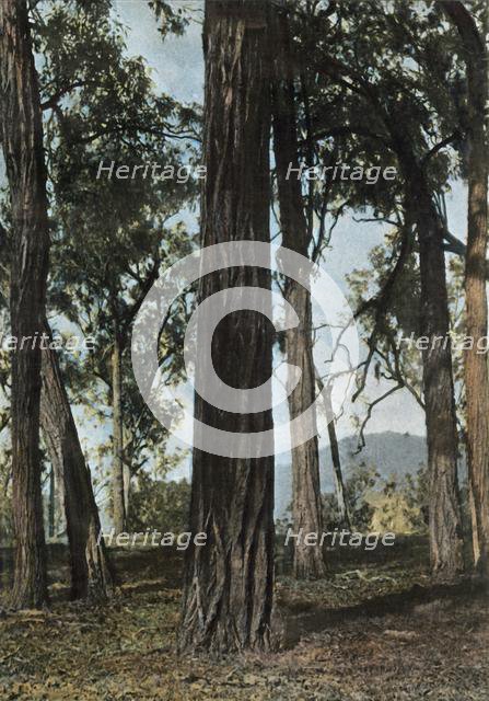 'Nouvelle-Guinee. Le Bois De Fer', (Papua New Guinea - Ironwood Trees), 1900. Creator: Unknown.