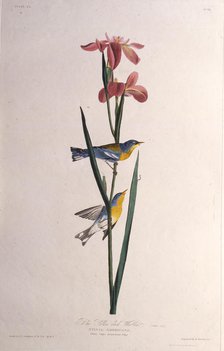 Blue Yellow-backed Warbler. From "The Birds of America", 1827-1838. Creator: Audubon, John James (1785-1851).