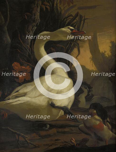 Swan, c1700. Creator: Abraham Busschop.
