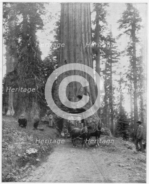 Road going through a Giant Sequoia, Mariposa Grove, Wawona, California, late 19th century. Artist: John L Stoddard