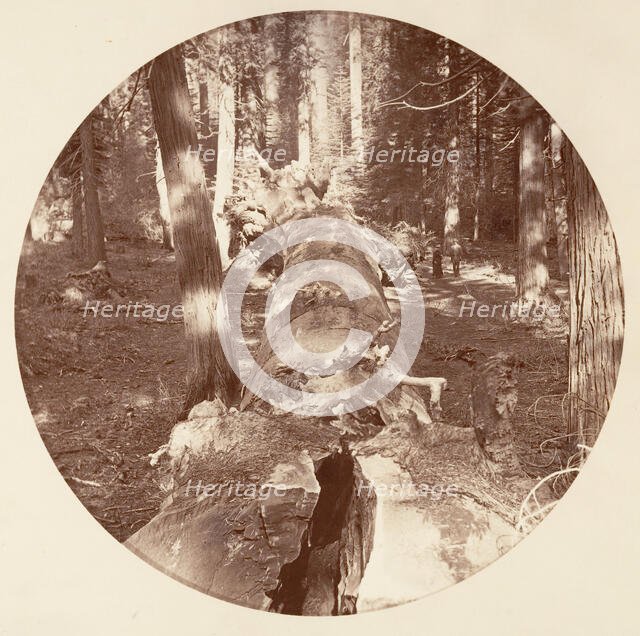 [Yosemite National Park, California], ca. 1878. Creator: Carleton Emmons Watkins.