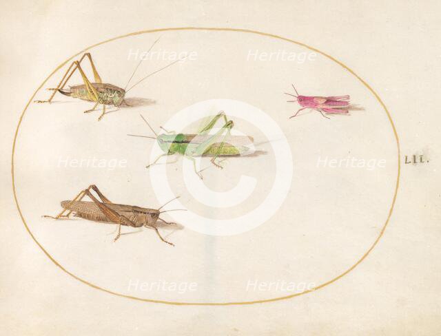 Plate 52: Four Grasshoppers, c. 1575/1580. Creator: Joris Hoefnagel.