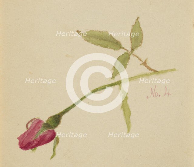 Untitled (Rose), 1872. Creator: Mary Vaux Walcott.