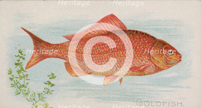 Goldfish, from the Fish from American Waters series (N8) for Allen & Ginter Cigarettes Bra..., 1889. Creator: Allen & Ginter.
