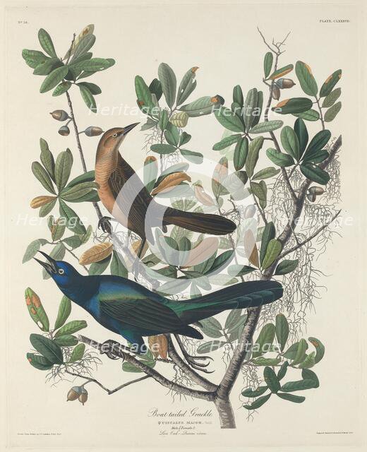 Boat-tailed Grackle, 1834. Creator: Robert Havell.