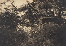 Chêne dans les rochers à Fontainebleau, 1849-52. Creator: Gustave Le Gray.