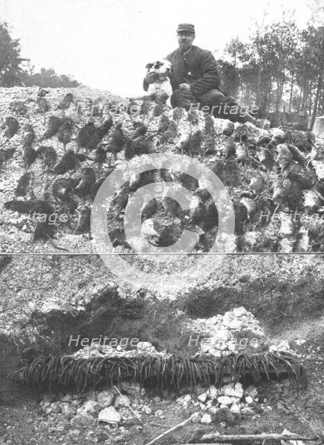 'La Guerre en Belgique et en France; l'extermination des rats sur le front : un beau..., 1916. Creator: Gorce.