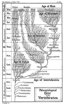 Paleontological tree of vertebrates, 1910. Artist: Ernst Haeckel