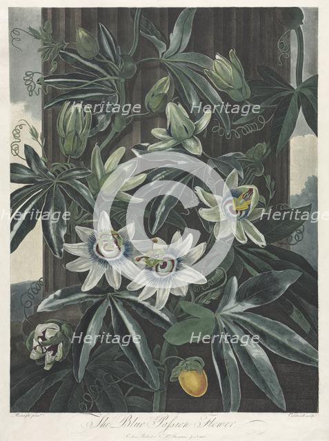 The Temple of Flora, or Garden of Nature: The Blue Passion Flower, 1800. Creator: Robert John Thornton (British, 1768-1837).