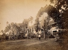 Singapore: two large traveller's palms (Ravenala madagascariensis) in the garden of a club... 1881. Creator: John Edmund Taylor.