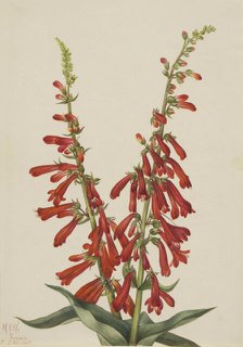 Fire Pentstemon (Pentstemon eatonii), 1927. Creator: Mary Vaux Walcott.