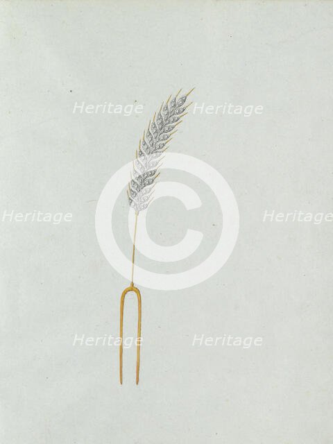 Ear of corn, c.1800-c.1810. Creator: Carl Friedrich Bärthel.