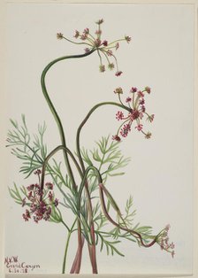 Pseudocymopterus montanus, 1938. Creator: Mary Vaux Walcott.