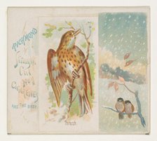 Thrush, from the Song Birds of the World series (N42) for Allen & Ginter Cigarettes, 1890. Creator: Allen & Ginter.