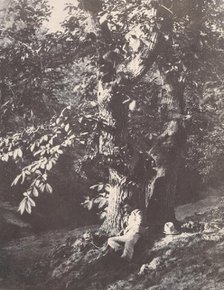 Homme allongé au pied d'un chàtaignier, 1850-53. Creator: Charles Marville.