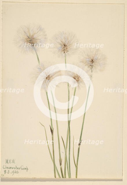 Slender Cotton-Grass (Eriophorum chamissonis), 1920. Creator: Mary Vaux Walcott.