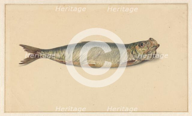 Herring, 1700-1800. Creator: Anon.