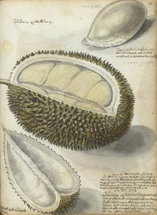 Durian, 1784. Creator: Jan Brandes.
