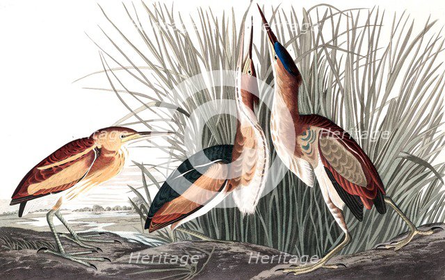 Least Bittern, Ixobrychus Exilis, 1845.