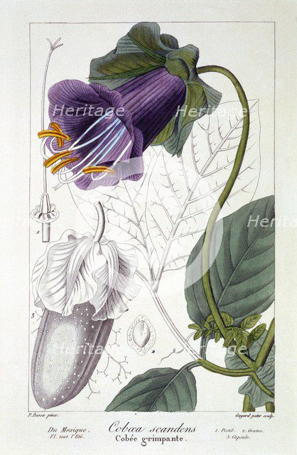 Cobaea scandens, pub. 1836. Creator: Panacre Bessa (1772-1846).