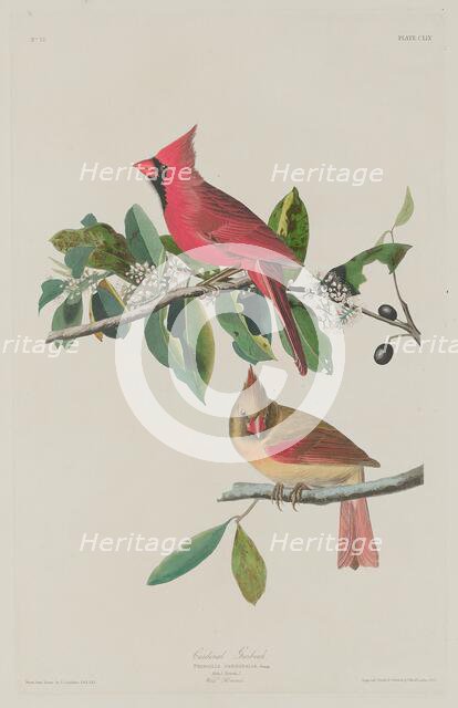 Cardinal Grosbeak, 1833. Creator: Robert Havell.