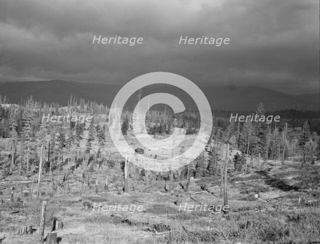 Cut-over landscape, approaching winter rain, showing..., Boundary County, Idaho, 1939. Creator: Dorothea Lange.