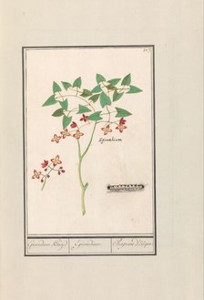 Fairy flower (Epimedium alpinum), 1596-1610. Creators: Anselmus de Boodt, Elias Verhulst.